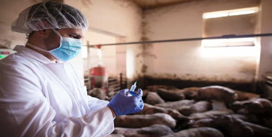 India Unveils Indigenous African Swine Fever Vaccine to Protect Pig Farming Sector