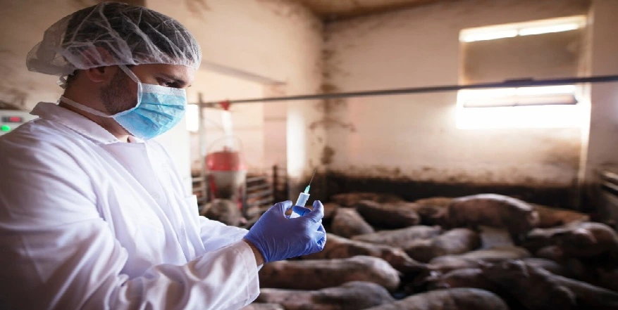 ICAR Develops India's First Indigenous African Swine Fever Vaccine ICAR Develops India's First Indigenous African Swine Fever Vaccine India Unveils Indigenous African Swine Fever Vaccine to Protect Pig Farming Sector